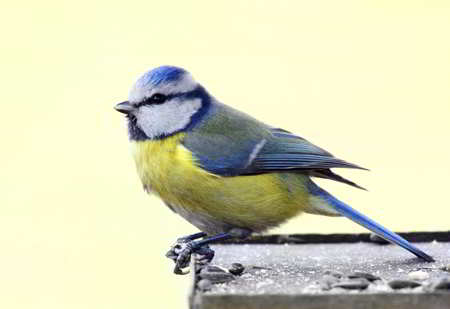 Eurasian Blue Tit, a blue-colored animal