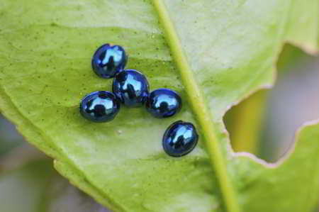 Steelblue Ladybird, a blue-colored animal