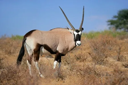 Gemsbok antelope close-up