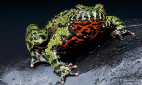 Oriental fire-bellied toad - Bombina orientalis