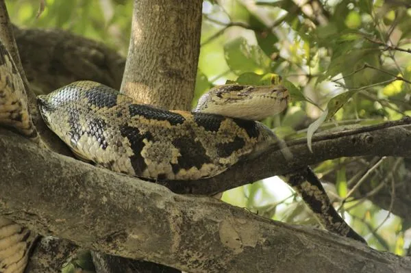 Indian Python, a nonvenomous snake