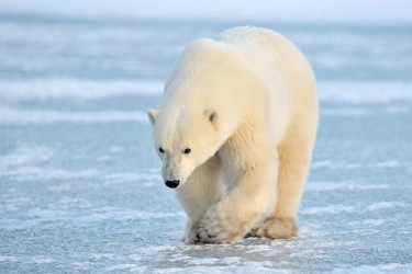 Polar bear walking across Arctic ice