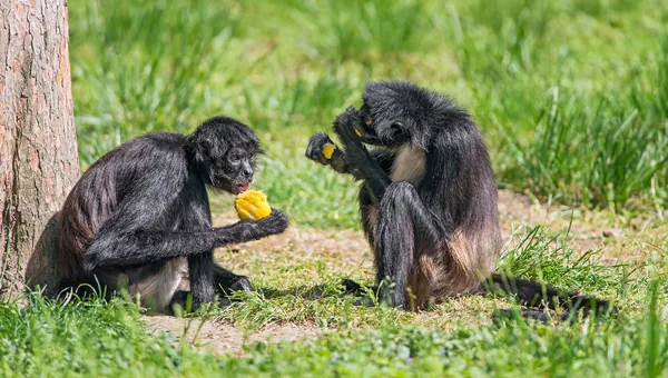Spider monkeys eating ripe fruit in the forest canopy