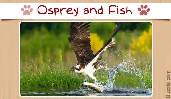 Osprey and fish