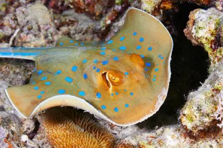 Close-up of a bluespotted stingray showing vivid blue spots and disc shape