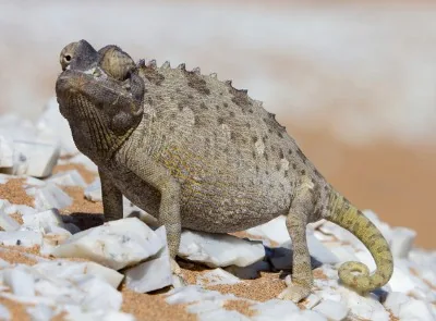 Namaqua Desert Chameleon on rock in the Namib Desert