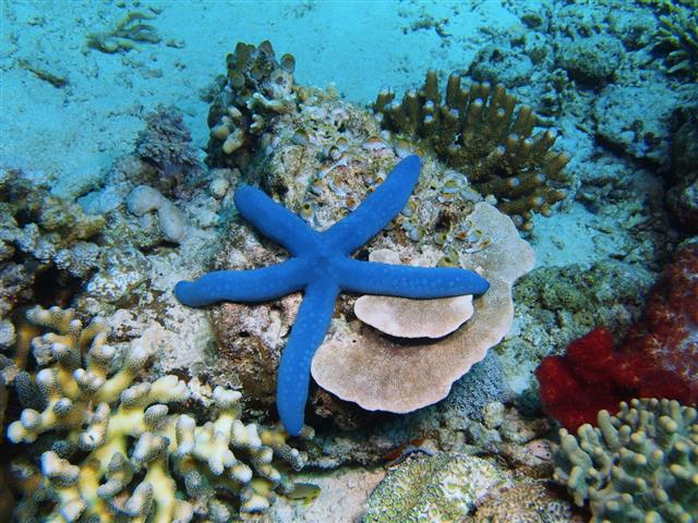 Starfish on the ocean floor
