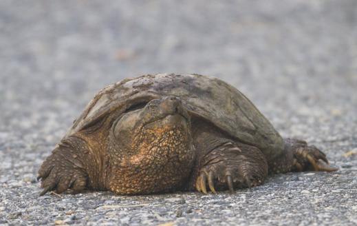 Common snapping turtle on a gray background