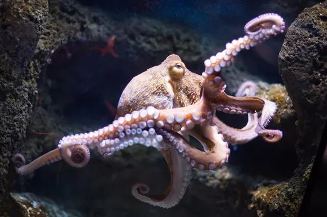 A common octopus crawling over rocks, showing its round soft head and eight suckered arms