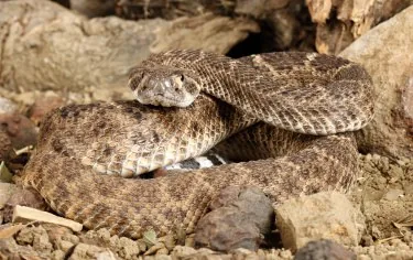 Western diamondback rattlesnake coiled and ready to strike
