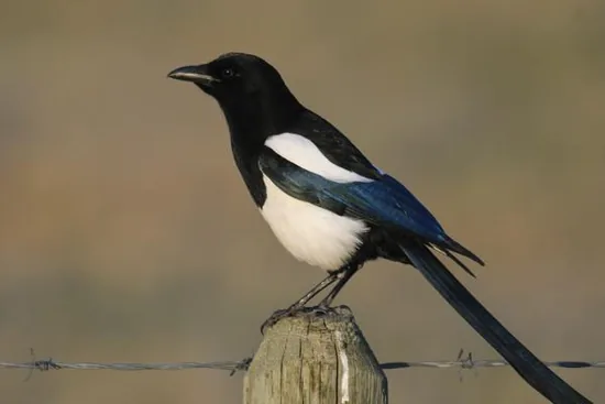 Black-billed magpie