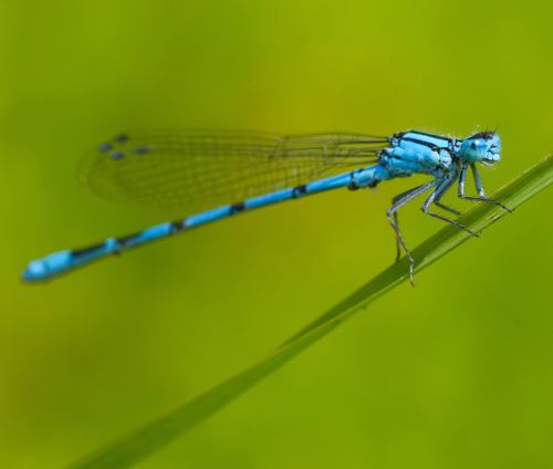 Slender blue damselfly perched on a reed