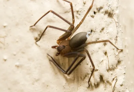 Brown recluse spider showing the characteristic violin-shaped mark on its back