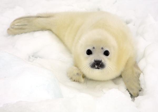 Baby seal