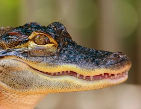 Alligator with open jaws showing rows of sharp teeth