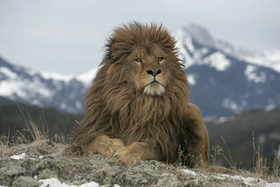 Barbary lion (Panthera leo leo) with a heavy dark mane