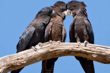 Glossy Black-Cockatoo (Calyptorhynchus lathami halmaturinus)