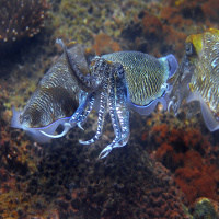 Two cuttlefish facing each other during the mating season, displaying intense color patterns