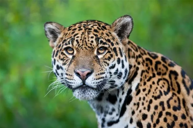 Photograph of a stunning jaguar in the wild, showing its bold rosette spots