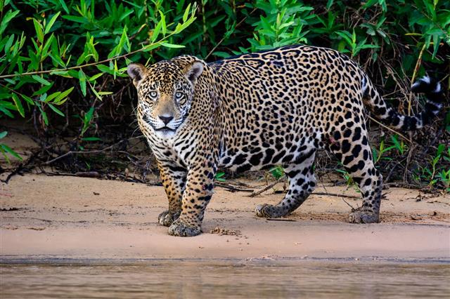 Male jaguar staring from a beach at the forest edge