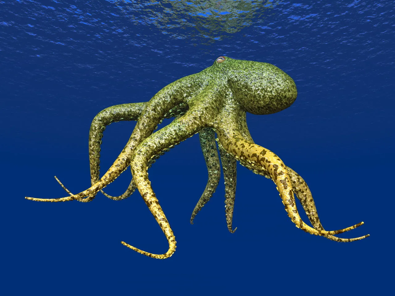Octopus camouflage