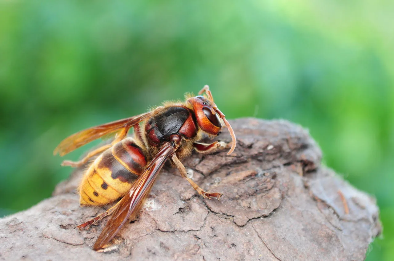 European giant hornet, similar to Amazon hornet species