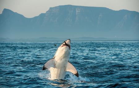 A shark hunting in open ocean water