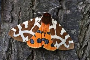 Garden Tiger Moth
