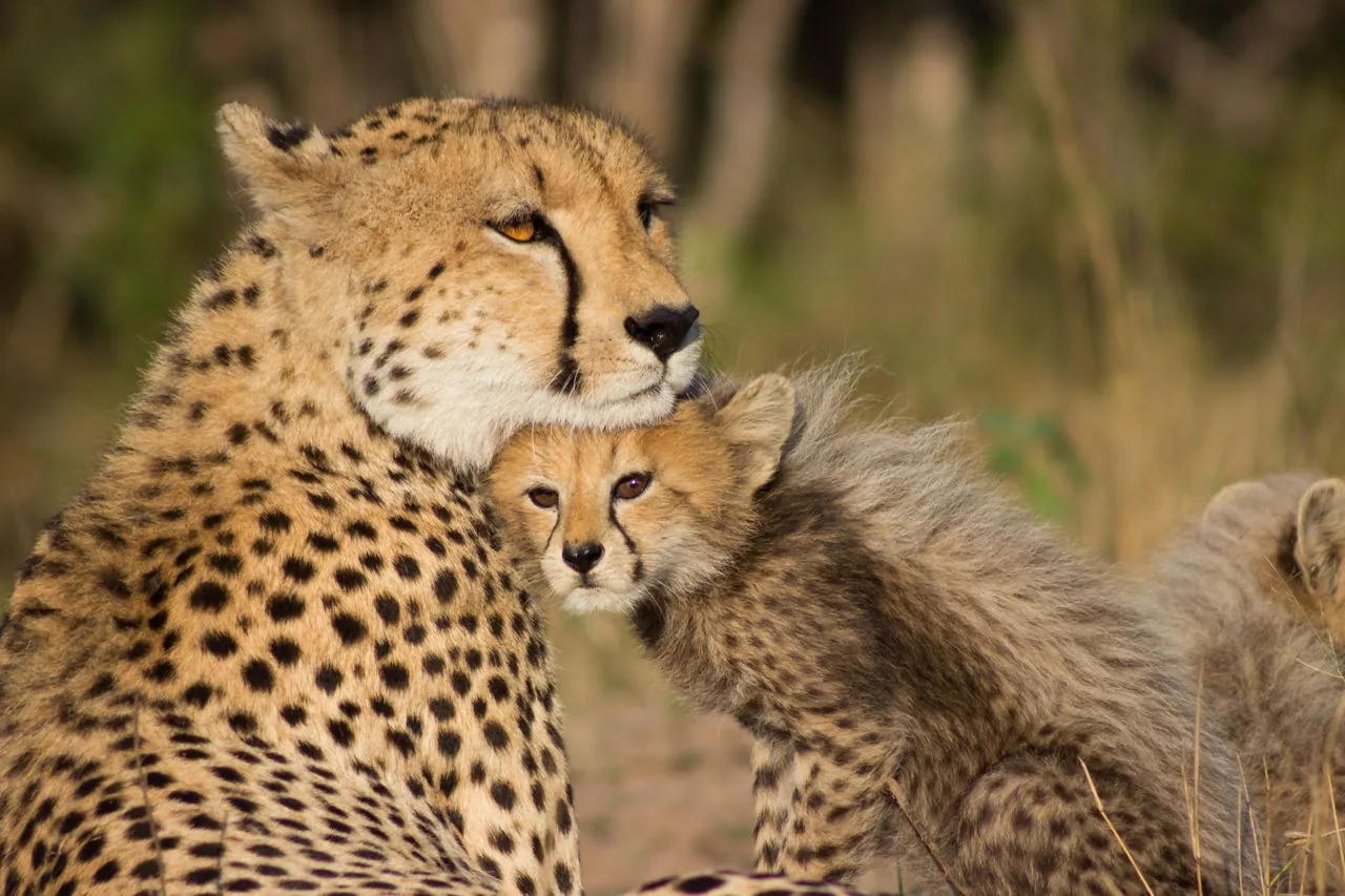 A cheetah mother with her cubs in the African savanna