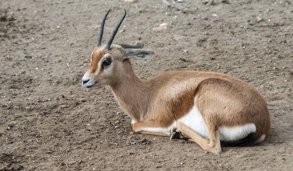 Dorcas gazelle standing alert in desert scrubland