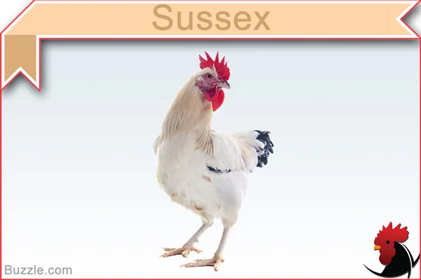 Sussex chicken