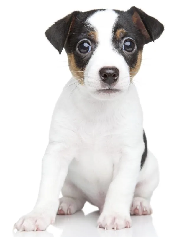Jack Russell terrier puppy