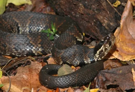 Cottonmouth/Water Moccasin