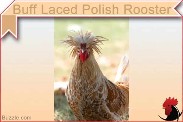 Buff Laced Polish Rooster chicken