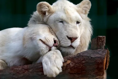 A white lion and lioness standing side by side