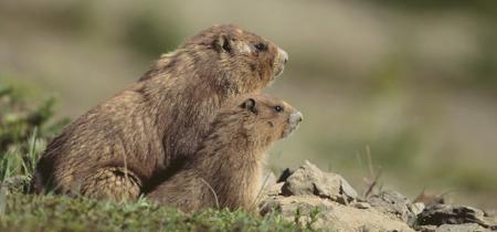 Two groundhogs sitting together, showing their social behavior