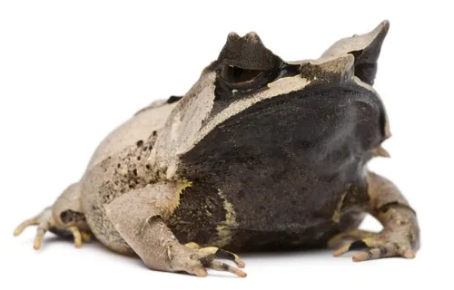 Long-nosed litter frog - Megophrys nasuta