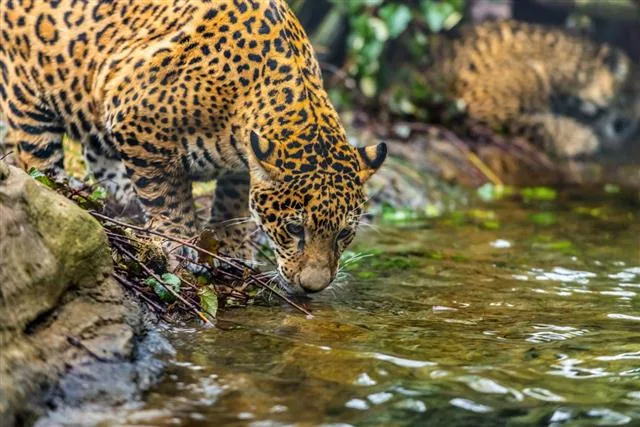 Jaguar cat resting, showing powerful build and rosette markings