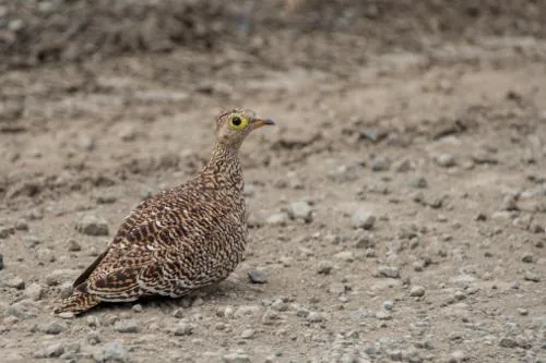 Female sandgrouse blending into sandy ground