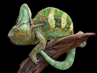 Veiled chameleon that can change color