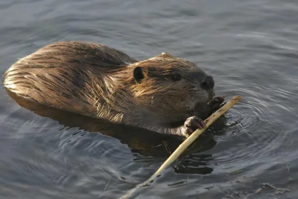 Beaver carrying a stick near a forest stream