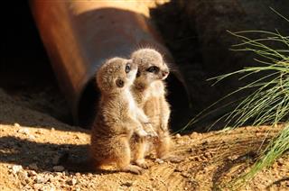 Baby Meerkats