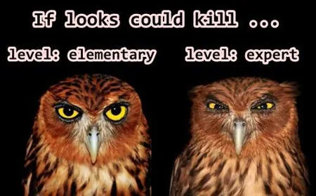 Intimidating owls