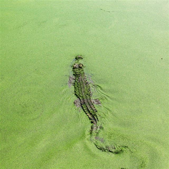 A crocodile on a riverbank