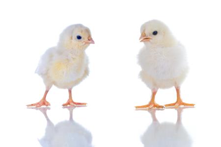 Two baby chicks