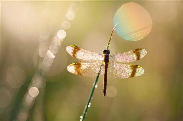 A dragonfly displaying its iridescent wings in sunlight