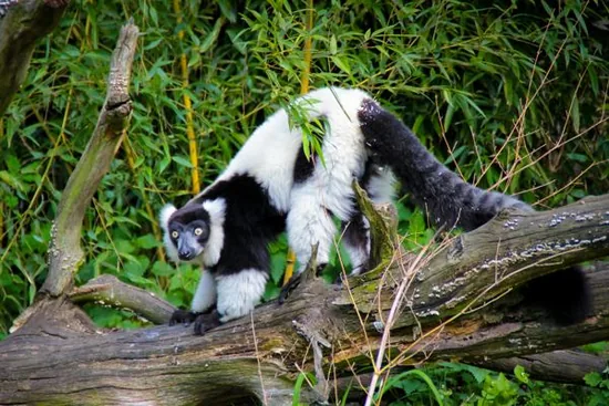 Ruffed lemur