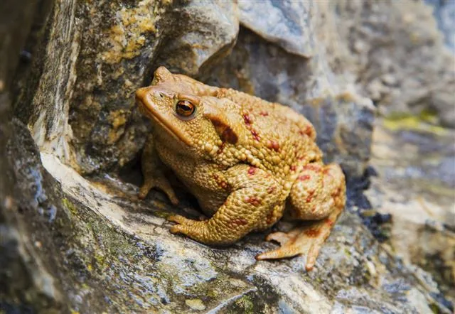 Frog portrait on the rocks