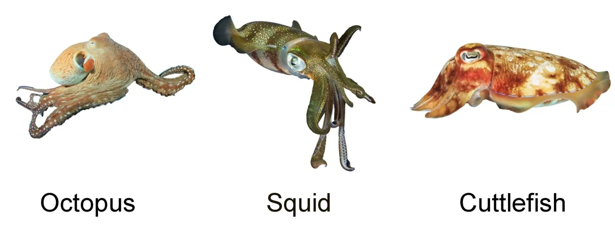 Octopus, squid, and cuttlefish, cephalopod mollusks