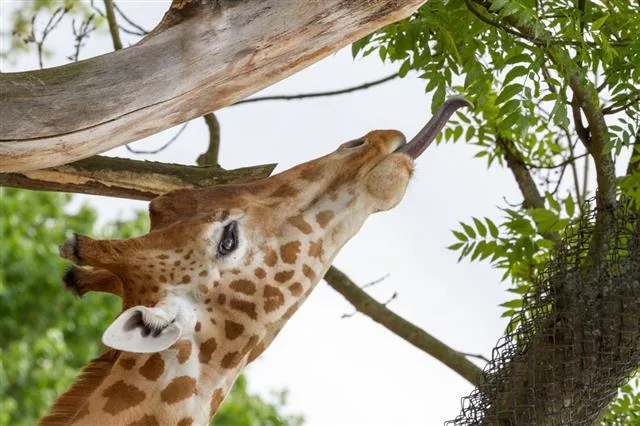 Close-up of a giraffe using its long dark tongue to strip leaves from a branch